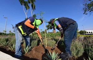 Distinguen a Irapuato como ciudad árbol