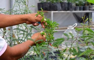 Ofrecerán talleres por día de la tierra