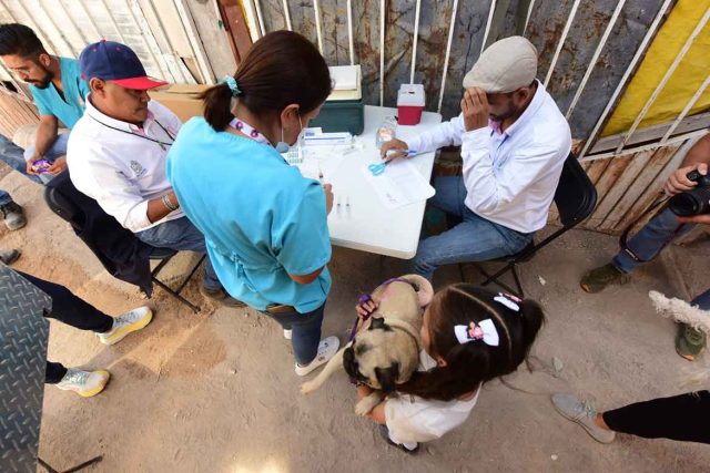 QUIRÓFANO-VETERINARIO-MÓVIL