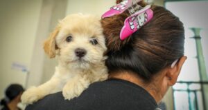 Supera expectativas hospital de mascotas León 450, suma más de 3 mil atenciones